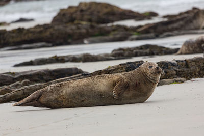 View of seal on beach