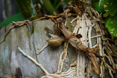 Close-up of insect on tree