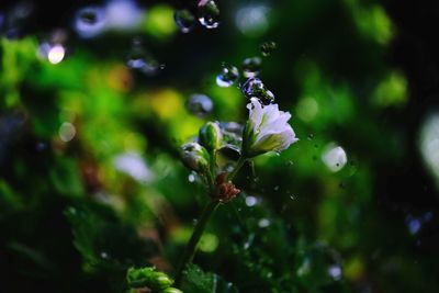 Close-up of wet purple flowering plant