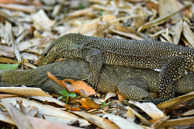 Close-up of lizard on field