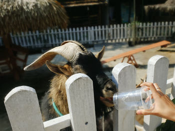 Close-up of hand feeding birds