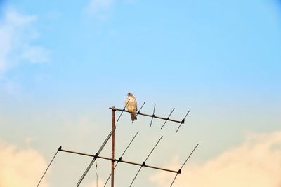 Low angle view of bird perching on a pole