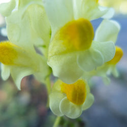 Close-up of yellow flowering plant