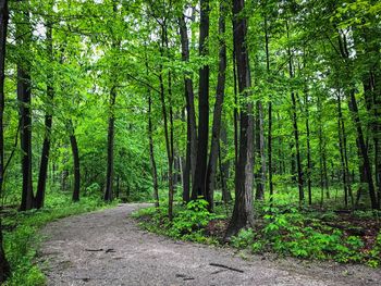 Trees in forest