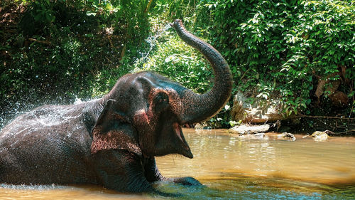 Close-up of elephant in lake at zoo