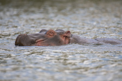 Turtle in a lake