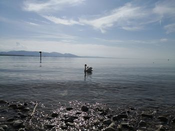 Scenic view of sea against sky with swan 