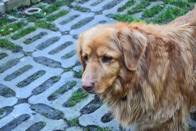 High angle view of dog on walkway