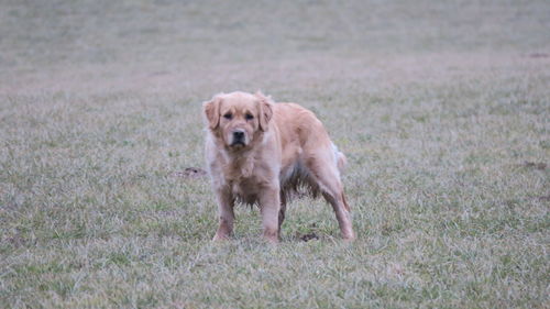 Portrait of dog standing on grassy field