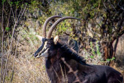 Sable antelope