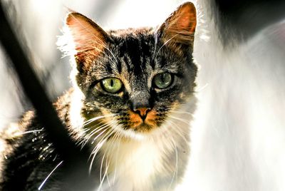 Close-up portrait of cat