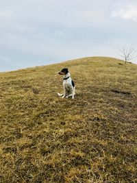 Danish/swedish dog standing on the hill