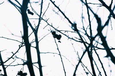 Low angle view of bare tree against sky