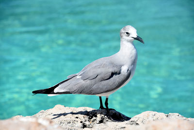 Up close with a laughing gull on lava rock in aruba.