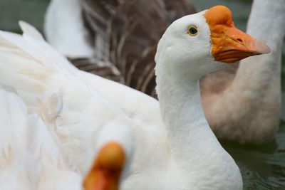 Close-up of white duck