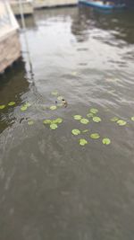 High angle view of duck swimming in lake