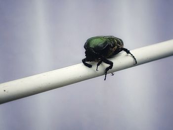 Close-up of bird perching on railing