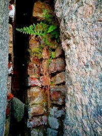 Close-up of moss growing on tree trunk