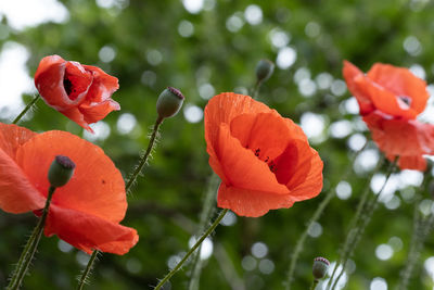 Close-up of red poppy on plant