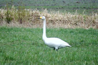 Swan on field