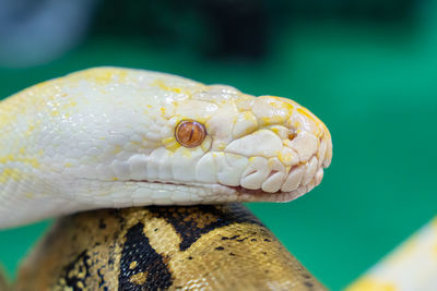 Albino python close up on green background 