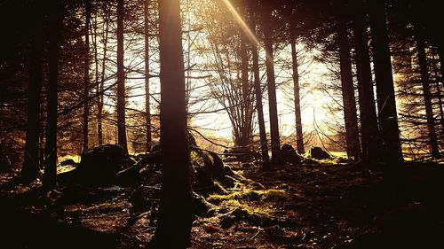 Trees in forest