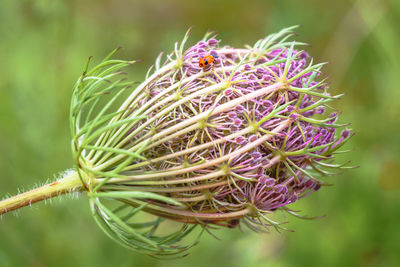 Close-up of thistle flower