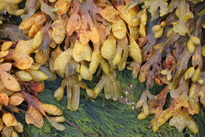 Full frame shot of dry leaves