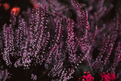 Exotic violet fresh flowers growing in the garden. image for agriculture, perfume, cosmetics spa