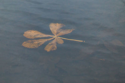 Close-up of maple leaf in water