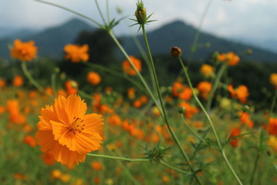 Close-up of cosmos flowers blooming outdoors