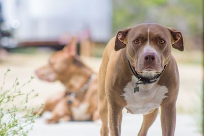 Portrait of dog