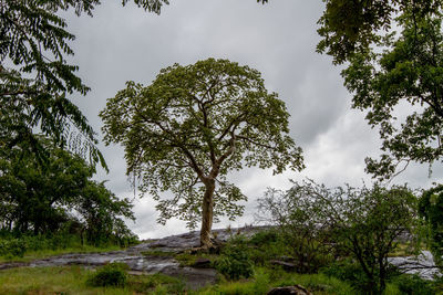 Low angle view of trees in forest against sky