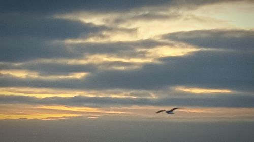 Low angle view of bird flying in sky