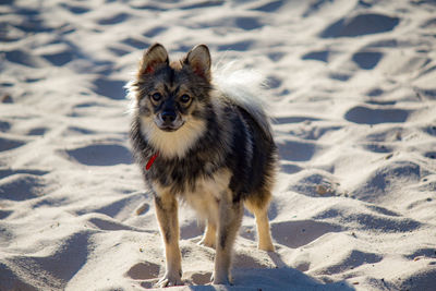 Portrait of dog on sand