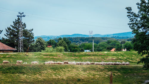 Scenic view of agricultural field against sky