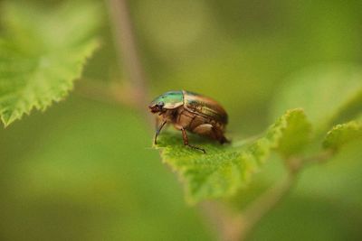 Close-up of insect on leaf