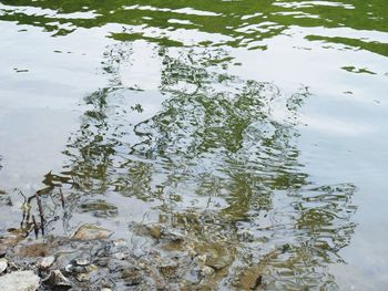 High angle view of reflection of plants in lake