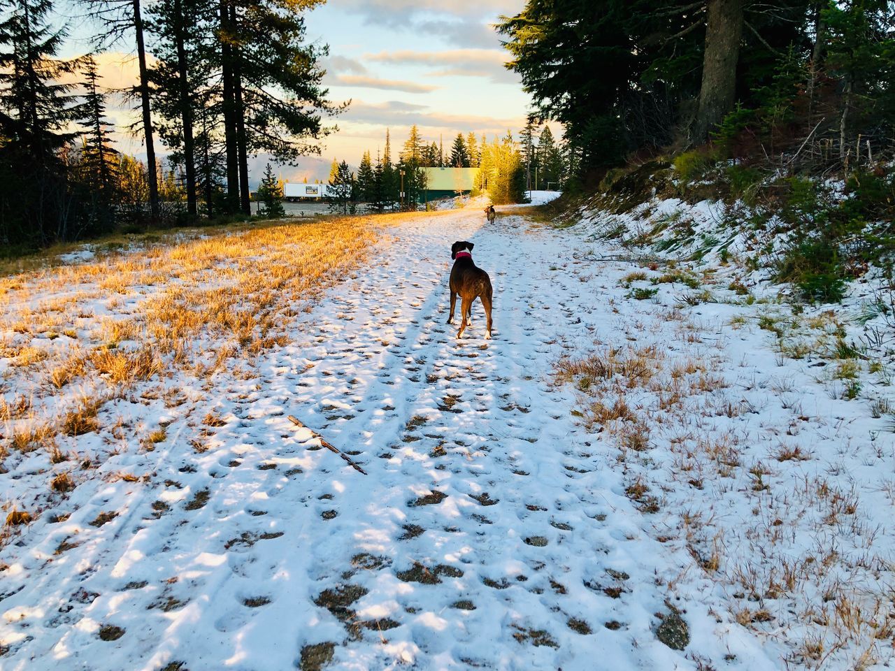 tree, snow, winter, mammal, pets, rear view, domestic, domestic animals, canine, plant, dog, one animal, cold temperature, real people, nature, land, lifestyles, walking, leisure activity