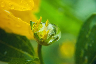 Close-up of insect on yellow flower