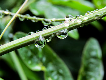 Close-up of wet plant during rainy season