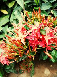 Close-up of flowers blooming outdoors