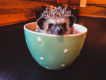 Hedgehog in a mug 