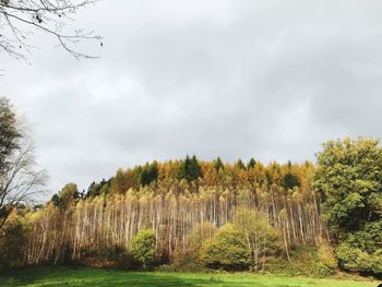 Panoramic view of trees on field against sky