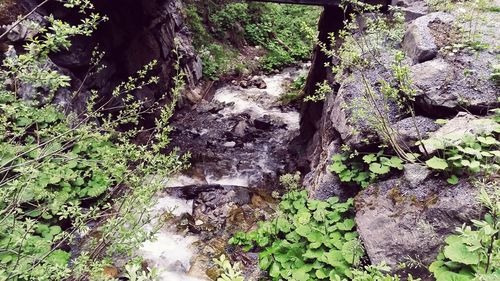 Moss growing on rock