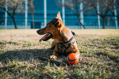 Dog looking away on field