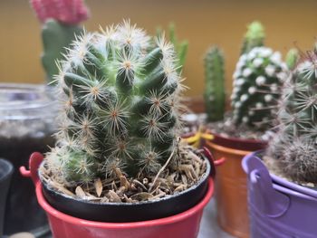 Close-up of succulent plant in pot