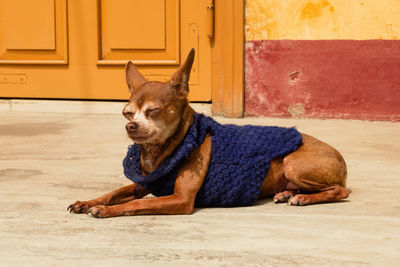 Dog with eyes closed relaxing by door