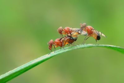 Close-up of insects mating on leaf