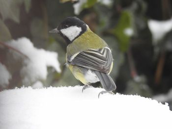 Close-up of bird perching on snow